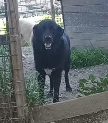 Connor, cerca casa (adozione del cuore) Foto 6